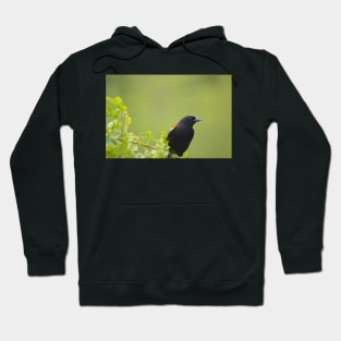 red wing black bird Hoodie